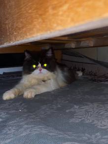 Kucing