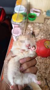 Syrian Hammy