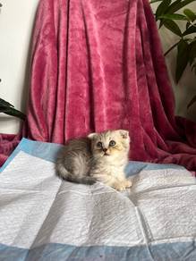 Bsh kitten fold