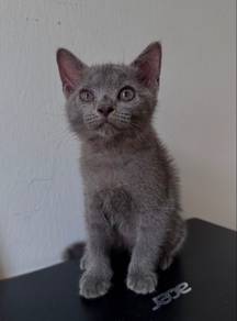 British Shorthair (Male)