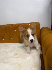Corgi