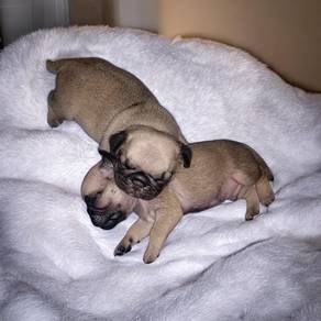 Pug
