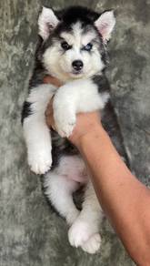 SIBERIAN HUSKY PUPPIES VIP25🌻 Male-Female