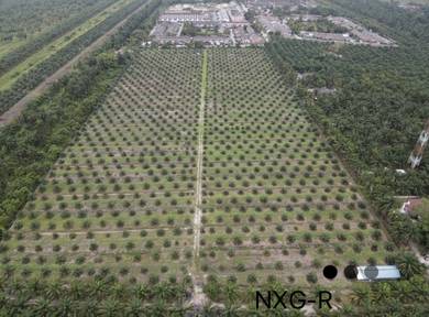 Agricultural Land in Teluk Intan, PRK