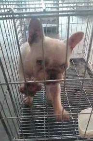 French Bulldog Female pup