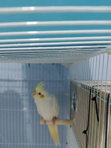 burung cockatiel matang