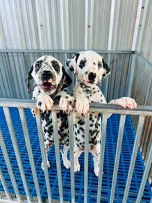 Dalmatian