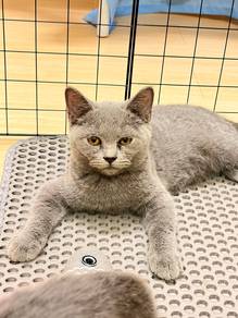 british short hair
