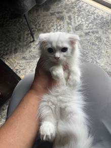 Cat mix breed for rehome