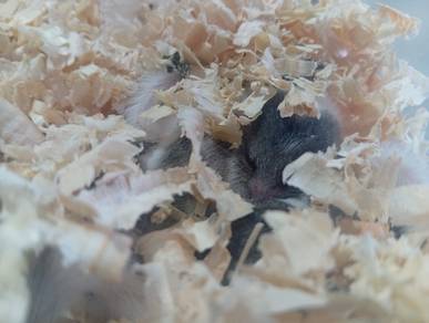 Home Breed Dormouse 