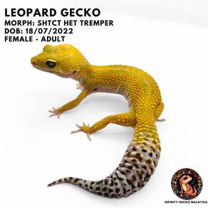 Leopard Gecko Malaysia SHTCT het Tremper JB 豹纹守宫