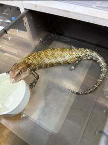Blue Tongue Skink