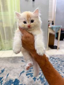 Kitten mix British longhair Male