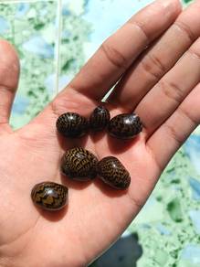 Zebra Nerite Snail