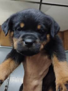 rottweiler puppy