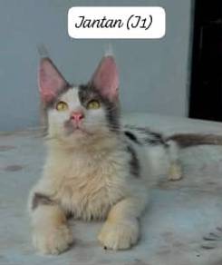 Mainecoon Adoption