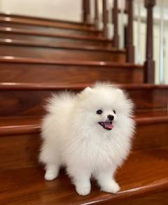 pomeranian t