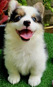 CORGI PUPPIES C167 🌻 cheeky Puppy Male~Female