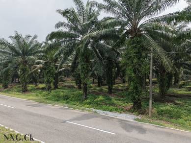 Agricultural Land in Jenjarom, SGR