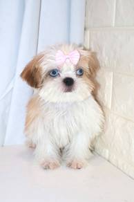 J0167 Shih Tzu Teddy Face Round Face Puppy