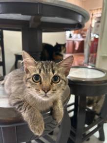 Cat for rehome