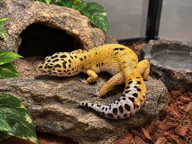 Leopard Gecko🦎