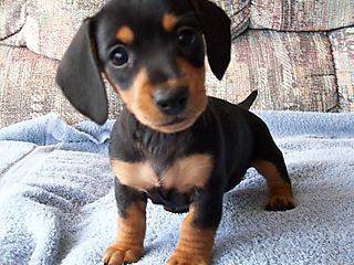 VVDD Dachshund black tan short haired cute puppy