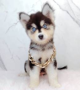 Pomsky