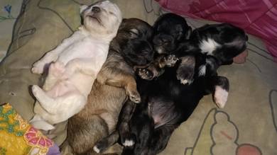 Shihpoo puppies 