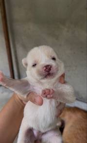 Shipoo