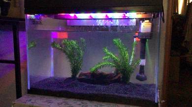 Aquarium ikan