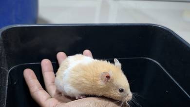 Hamster Syrian Short Hair 