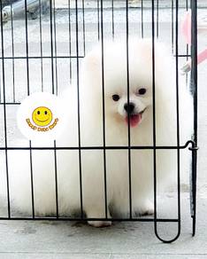 GGT-755 Tiny Pomeranian #mka PUPPY