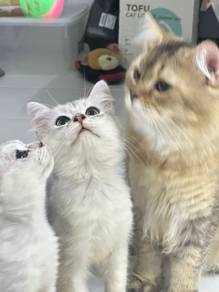 Kitten British Short Hair Silver Kucing
