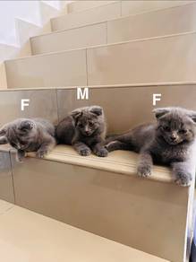 BSH For rehome