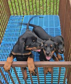 Rottweiler