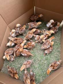 Ayam Rhode Island Red (RIR)
