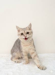 bsh