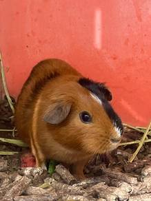 Guinea pig American for sale