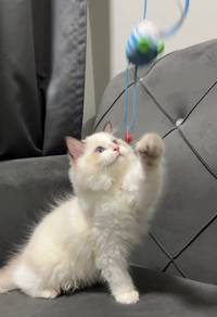 ragdoll