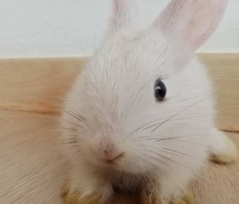 Baby Rabbit 🐇