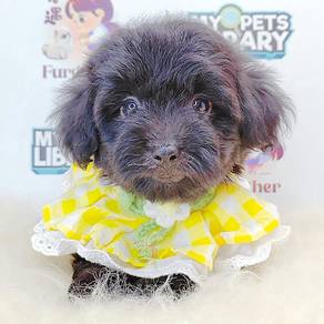 Toy Poodle