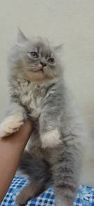 Kucing parsi