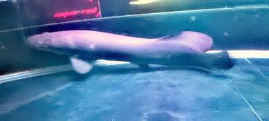 arapaima