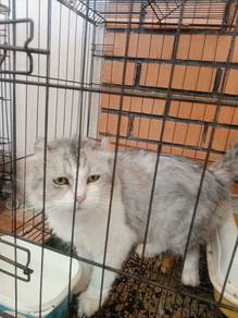 bulu kembang telinga kontot
