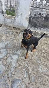 Mix Rottweiler Doberman Dog