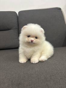 QW9006 Tiny Pomeranian thick haired angel pet