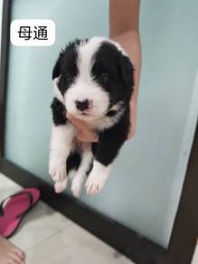 Border collie puppy