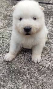 Samoyed baby