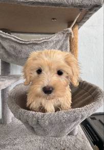 Maltipoo
